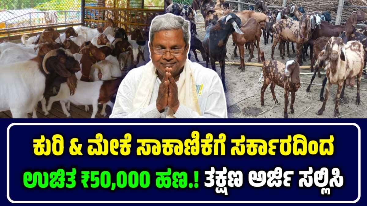 Sheep Loan Scheme